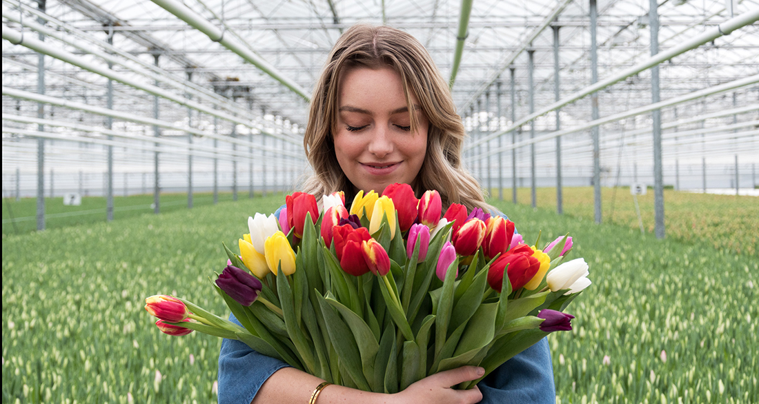 online-tulpen-bestellen